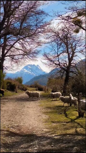 En el corazón de la Patagonia, Villa La Angostura descansa entre montañas majestuosas y el sereno espejo del Nahuel Huapi.
Cada rincón es un lienzo de picos nevados, bosques milenarios y bahías esculpidas por el viento.
El aroma del mate se mezcla con risas y el calor de una buena compañía, mientras la naturaleza te invita a perderte en su paz.
Esto es Villa La Angostura: donde el alma se llena de paisajes que inspiran.
Descubre la magia de este rincón único.
🌐 www.puyenes.com
📧 info@puyenes.com
📞 +54 9 2944 214869
#VillaLaAngostura #PatagoniaArgentina #NahuelHuapi #PaisajesQueInspiran #PatagoniaViva #NatureLovers #DescubreArgentina #paraisonatural