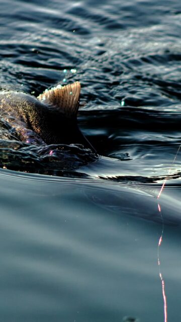 Una devolución única sin prisa y en paz. Podemos convivir....