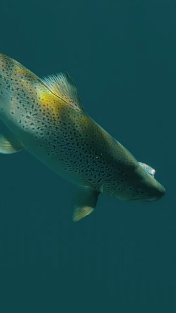 Una temporada desafiante en Lago Nahuel Huapi, marcada por el calor y los bajos niveles de agua, pero que igualmente regaló grandes momentos de pesca. Trabajando la pesca con mosca en profundidad y leyendo bien el lago, las truchas aparecieron en sectores clave.
.
Ahora comienza una de las mejores etapas del año… marzo promete grandes jornadas en el agua. 🎣
.
Si querés vivir la experiencia:
.

🌐 www.puyenes.com
📱 +54 9 2944 214869
.
#PescaConMosca #FlyFishing #NahuelHuapi #VillaLaAngostura #PatagoniaFishing Puyenes FlyFishingArgentina