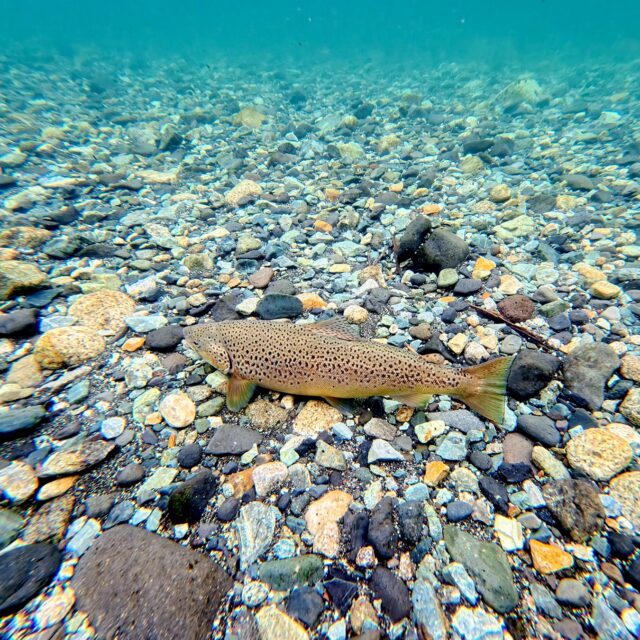Marzo llegó a Puyenes con todo lo que lo hace único: el otoño tiñendo el bosque, las primeras nevadas en los cerros, lluvias intensas que renuevan el río y temperaturas que bajan de a poco, como recordándonos que la temporada entra en su etapa más apasionante.
Y con ese cambio de abrigo, las truchas responden. Se activan, se vuelven voraces, buscan con más energía. El agua fría y oxigenada hace que cada lance tenga más peso, más intención, más recompensa.
Este es el momento para los que disfrutan la pesca técnica: leer el agua con otra mirada, ajustar el sistema, adaptarse. En Puyenes lo vivimos con pasión.
.
📅 Agendá tu salida. Los cupos para esta ventana de oro son limitados.
.
.
📍 Contacto:
🌐 www.puyenes.com
📱 +54 9 2944 214869
.
.
#FlyFishing #otoñoenpatagonia #lagonahuelhuapi #pescaresponsable #PatagoniaFishing #PescaDeportiva #pescaconmosca #Temporada2026 #patagoniaargentina #PescaPatagonica #TroutFishing #CatchAndRelease #villalaangostura #NaturalezaPatagonica #fishingseason #guiadepesca #PescaTecnica #outdoorlife💪 #patagoniatravel