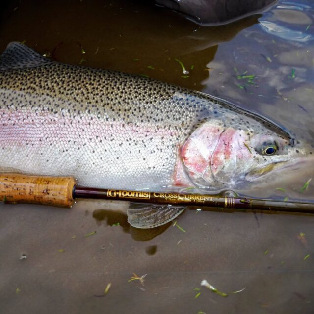 ¡Activá tu instinto pescador! 🎣 Abril 
ya está en Puyenes y la temporada entra en su fase más electrizante: el otoño pinta el bosque, los primeros nevados coronan los cerros, las lluvias cargan el río y el agua baja con la temperatura justa para despertar a las truchas más bravas.

¿El resultado? Truchas más activas, voraces y exigentes. Cada lance se convierte en un desafío técnico donde leer el agua, ajustar el equipo y sentir la corriente te acerca a esa recompensa que solo la pesca de verdad puede dar.

Este es el momento de los que buscan intensidad, estrategia y paisajes de otro planeta. Los cupos para esta ventana de oro son limitados, y la mejor agua se reserva para los que se animan a consultar.

📅 No dejes pasar la oportunidad. Escribinos, agendá tu salida y viví el río en su mejor versión.

📍PescaDeportiva Contacto:
🌐 www.puyenes.com
📱 +54 9 2944 214869

#FlyFishing #OtoñoEnPatagonia #LagoNahuelHuapi #PescaResponsable #PatagoniaFishing