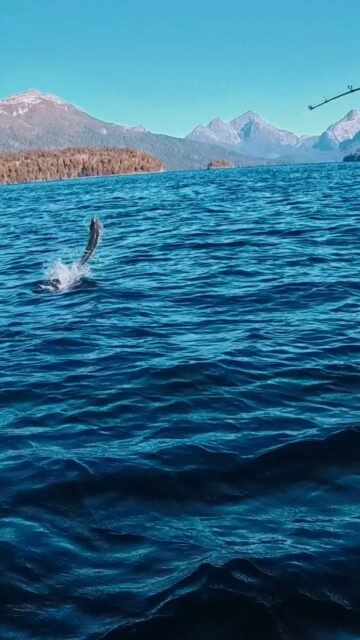 La leyenda de la Gran Trucha Marrón del Salto Eterno.
En las aguas del Nahuel Huapi, cuando el otoño enfría el lago y tiñe de oro el bosque, despierta ella: una trucha marrón salvaje que acecha contra los paredones de roca sólida.
Con un poder legendario, reúne toda su fuerza y da un salto tan poderoso que desafía la corriente y rompe la superficie.
No es solo tamaño. Es pura astucia y voracidad.
Allí, con pesca de señuelos ultralivianos y spinning ultraliviano, el desafío se vuelve intenso: lances precisos, lectura de la roca y combates épicos junto a los paredones.
Puyenes las busca.
Puyenes las encuentra en el lugar exacto.
Activá tu instinto pescador en esta ventana de oro del otoño en el Nahuel Huapi.
Cupos muy limitados.

📅 Agendá tu salida
📱 Escribinos al +54 9 2944 214869
🌐 www.puyenes.com

#TruchaMarrón #SpinningUltraliviano #LagoNahuelHuapi #PescaEnPatagonia #PescaSeñuelos