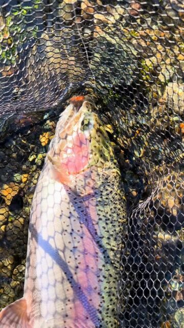 En Puyenes Servicios de Pesca, la experiencia de buscar tu trofeo comienza con una excursión bien planificada. Ya sea en familia, con amigos o de forma individual, cada salida está diseñada para vivir la pesca con intensidad y criterio.

Con la baja de temperaturas, el agua se vuelve más fría y oxigenada. Esto activa a las truchas, que responden con mayor agresividad y decisión. No es raro encontrarse con una gran trucha arcoíris del Limay, fuerte, combativa y protagonista de jornadas inolvidables.

Cada lance cobra más sentido: precisión, lectura del río y adaptación constante.
Abril es el momento ideal para el pescador que disfruta del detalle, de ajustar estrategias y de interpretar cada corredera del Limay.
.

📅 Reservá tu salida: info@puyenes.com
.
.
📍 Contacto:
🌐 www.puyenes.com⁠�
📱 +54 9 2944 214869
.
#RioLimay #FlyFishingLimay #PescaEnElLimay #TruchasLimay #PatagoniaFishing