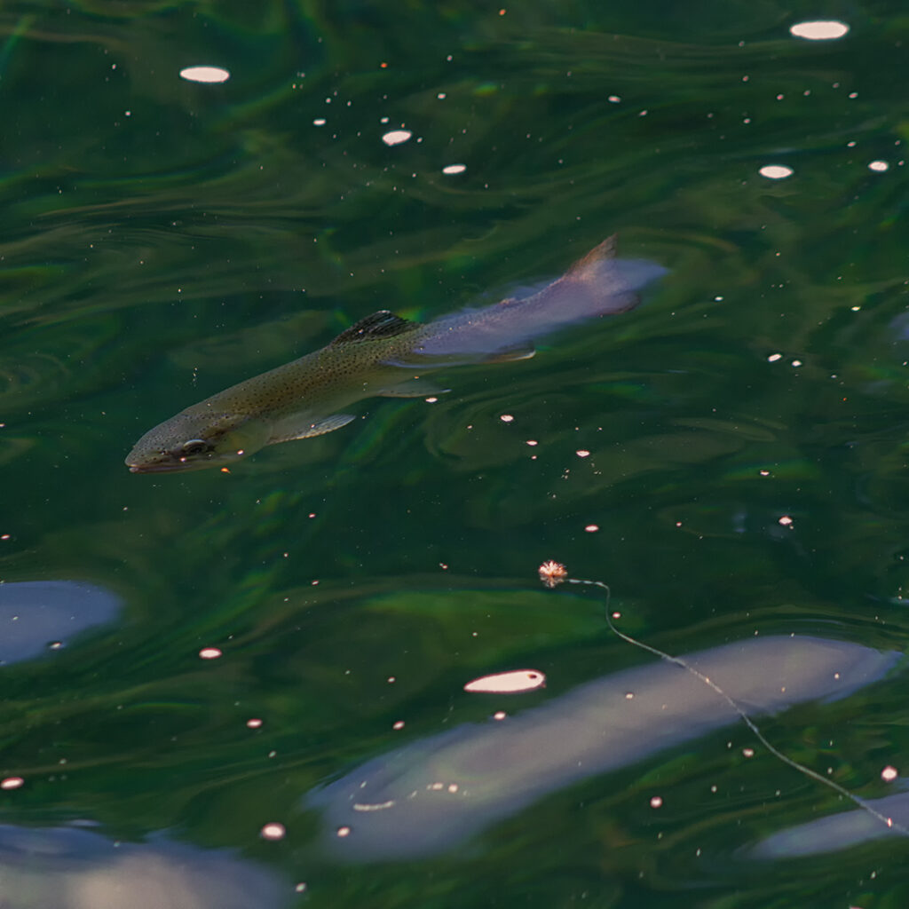 Lago Falkner-Pesca y  Turismo