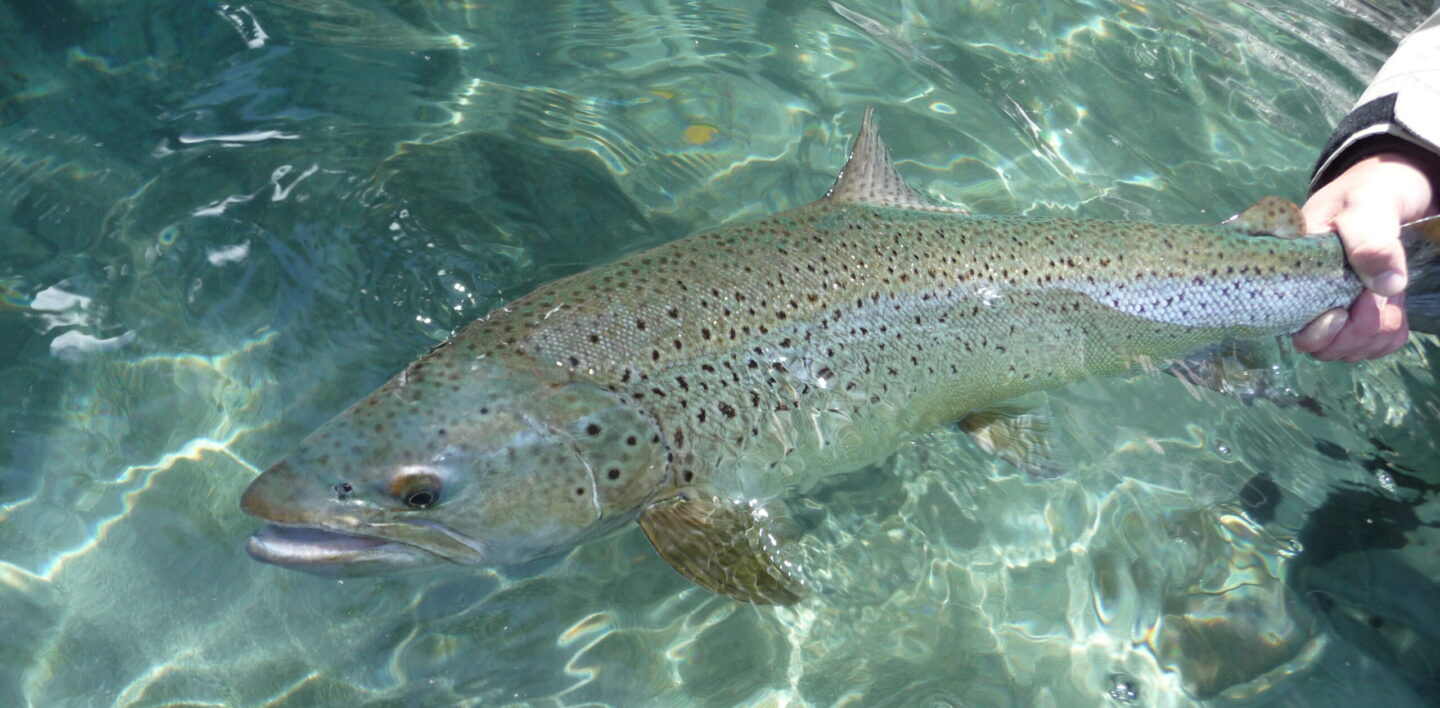 Nahuel Huapi: La Forja de Gigantes en el Corazón de la Patagonia