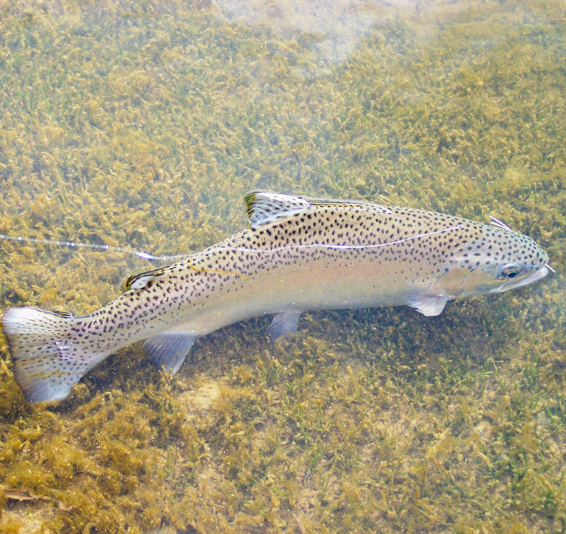 A guided fishing day on Alicurá, Neuquén