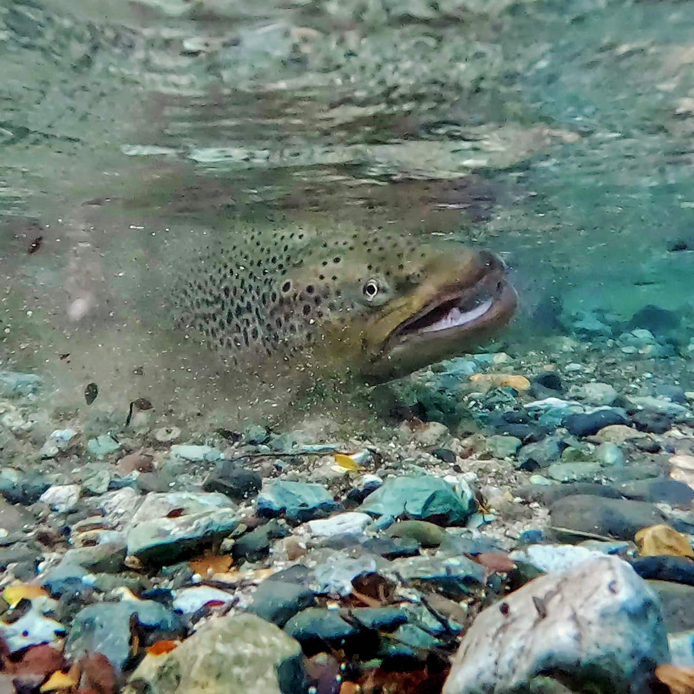 Trout released back into the Limay River