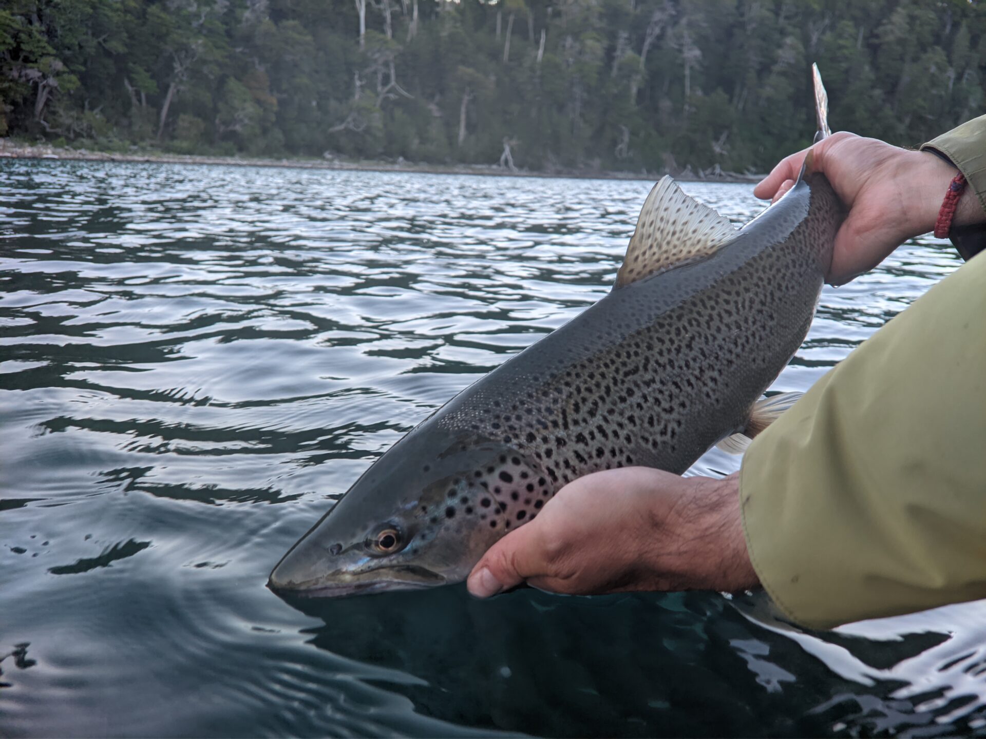 Fishing guide rigging gear on the Limay River