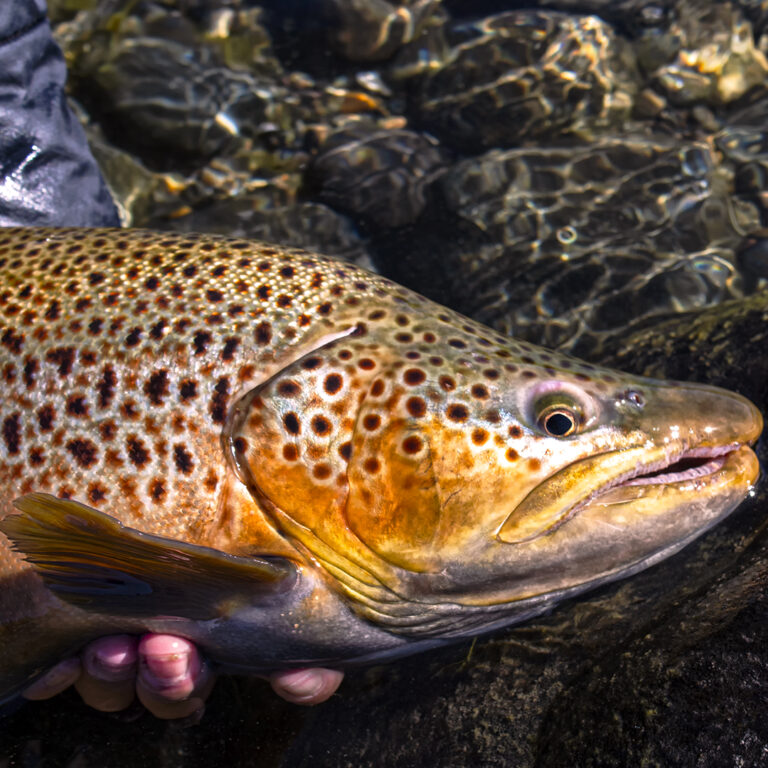 Pesca al Swing, con Línea de Flote y Wet