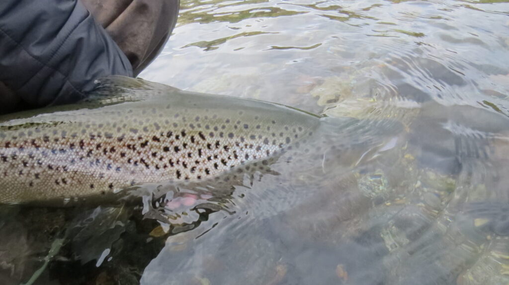 Jornada de pesca en río Limay, Patagonia — pesca con mosca